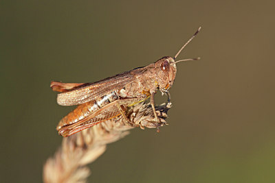 BUITEN BEELD Foto: 134950