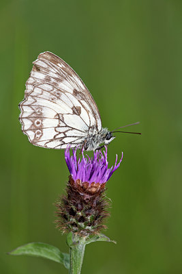 BUITEN BEELD Foto: 134953