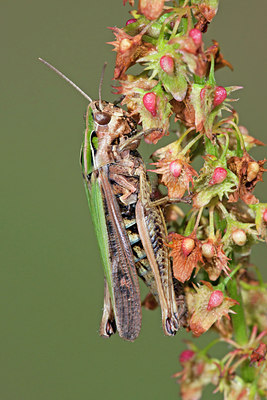 BUITEN BEELD Foto: 134967