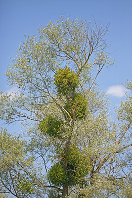 BUITEN BEELD Foto: 134986