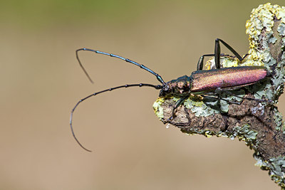 BUITEN BEELD Foto: 134988