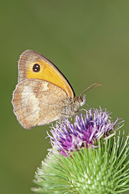 BUITEN BEELD Foto: 134990