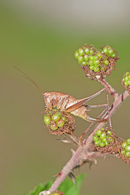 BUITEN BEELD Foto: 134997