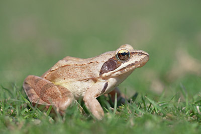 BUITEN BEELD Foto: 135002