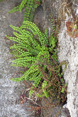 BUITEN BEELD Foto: 135003