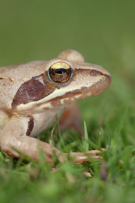 BUITEN BEELD Foto: 135020