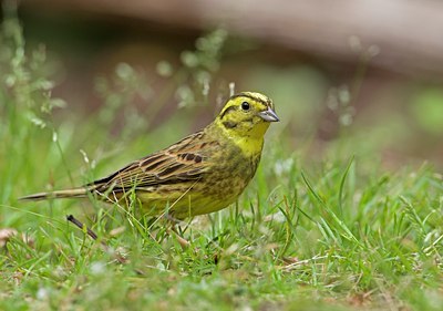BUITEN BEELD Foto: 135040