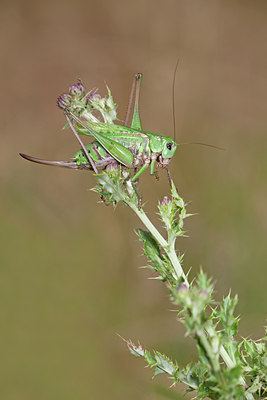 BUITEN BEELD Foto: 135043