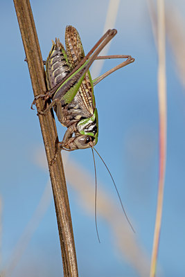 BUITEN BEELD Foto: 135045