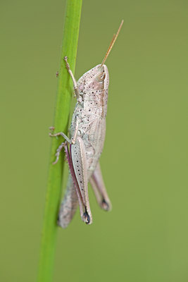 BUITEN BEELD Foto: 135047