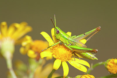 BUITEN BEELD Foto: 135064