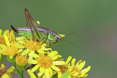 BUITEN BEELD Foto: 135066