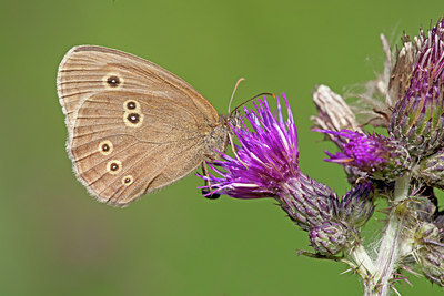 BUITEN BEELD Foto: 135097