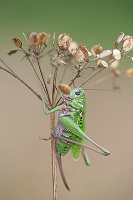 BUITEN BEELD Foto: 135105
