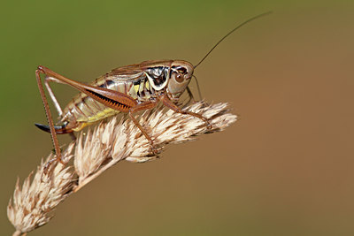 BUITEN BEELD Foto: 135107