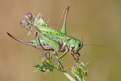 BUITEN BEELD Foto: 135109