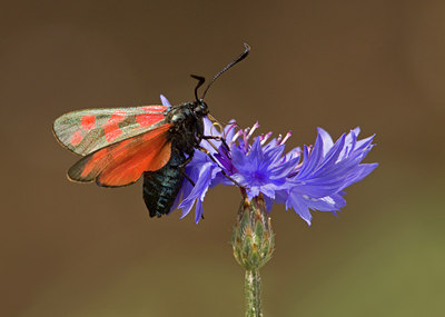 BUITEN BEELD Foto: 135185