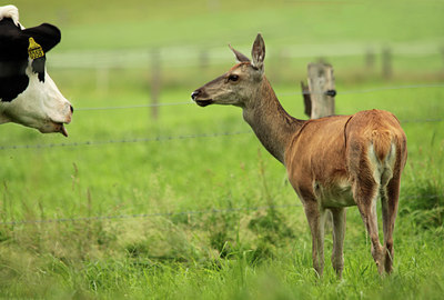 BUITEN BEELD Foto: 135332