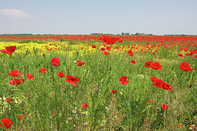 BUITEN BEELD Foto: 135336