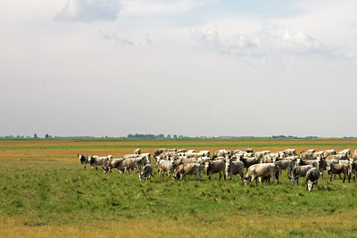 BUITEN BEELD Foto: 135338