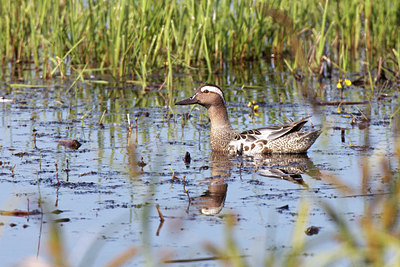 BUITEN BEELD Foto: 135354