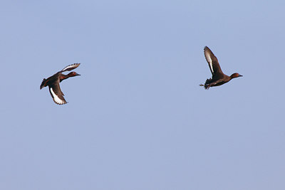 BUITEN BEELD Foto: 135355