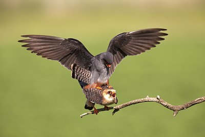 BUITEN BEELD Foto: 135372