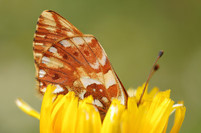 BUITEN BEELD Foto: 135386