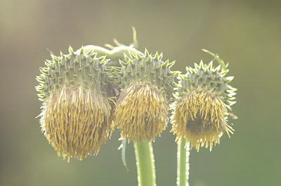 BUITEN BEELD Foto: 135390