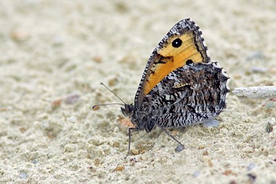 BUITEN BEELD Foto: 135392