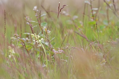 BUITEN BEELD Foto: 135415