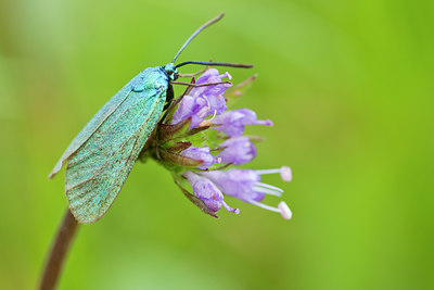 BUITEN BEELD Foto: 135425