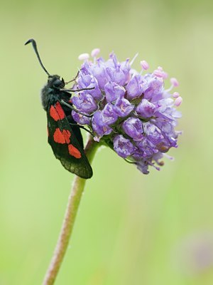 BUITEN BEELD Foto: 135428