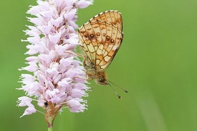 BUITEN BEELD Foto: 135431