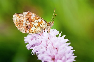 BUITEN BEELD Foto: 135432