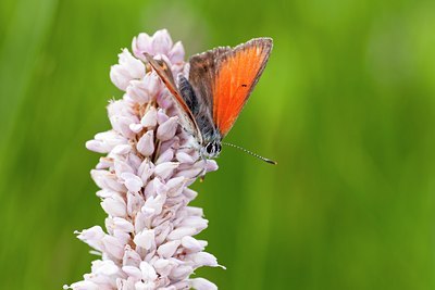 BUITEN BEELD Foto: 135435