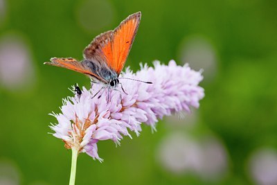 BUITEN BEELD Foto: 135436