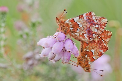 BUITEN BEELD Foto: 135438