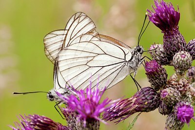 BUITEN BEELD Foto: 135439