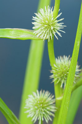 BUITEN BEELD Foto: 135449