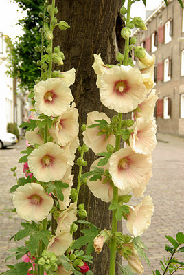 BUITEN BEELD Foto: 135495