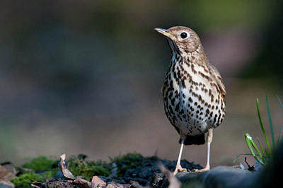 BUITEN BEELD Foto: 135497