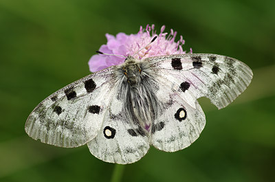 BUITEN BEELD Foto: 135528