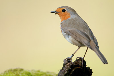 BUITEN BEELD Foto: 135530