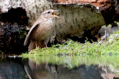 BUITEN BEELD Foto: 135532