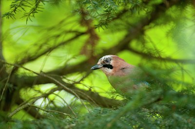 BUITEN BEELD Foto: 135578