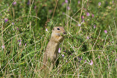 BUITEN BEELD Foto: 135615