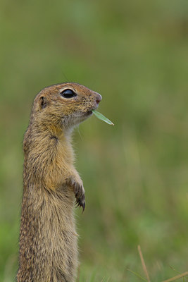 BUITEN BEELD Foto: 135622