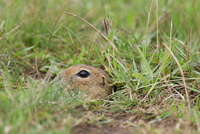 BUITEN BEELD Foto: 135623