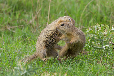 BUITEN BEELD Foto: 135624